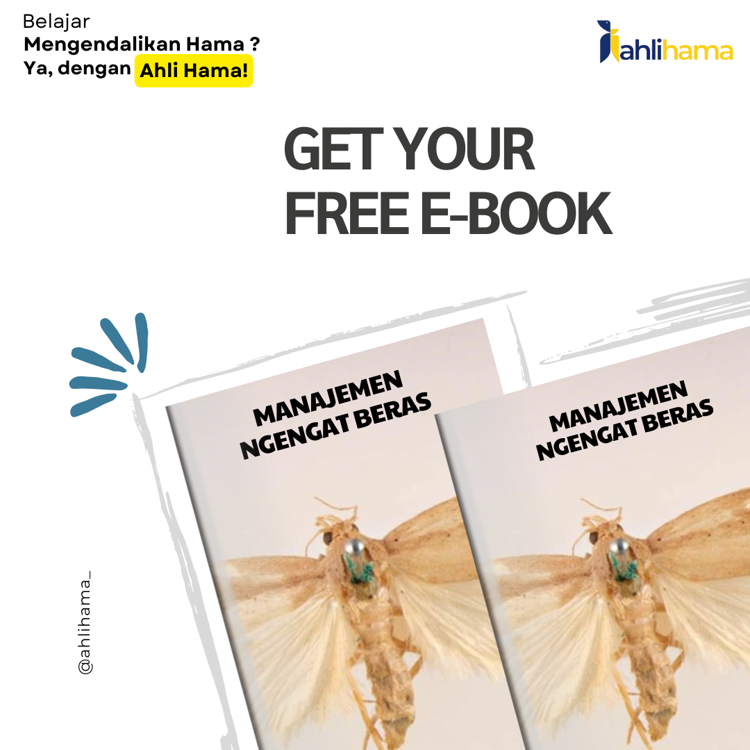 Manajemen Ngengat Beras