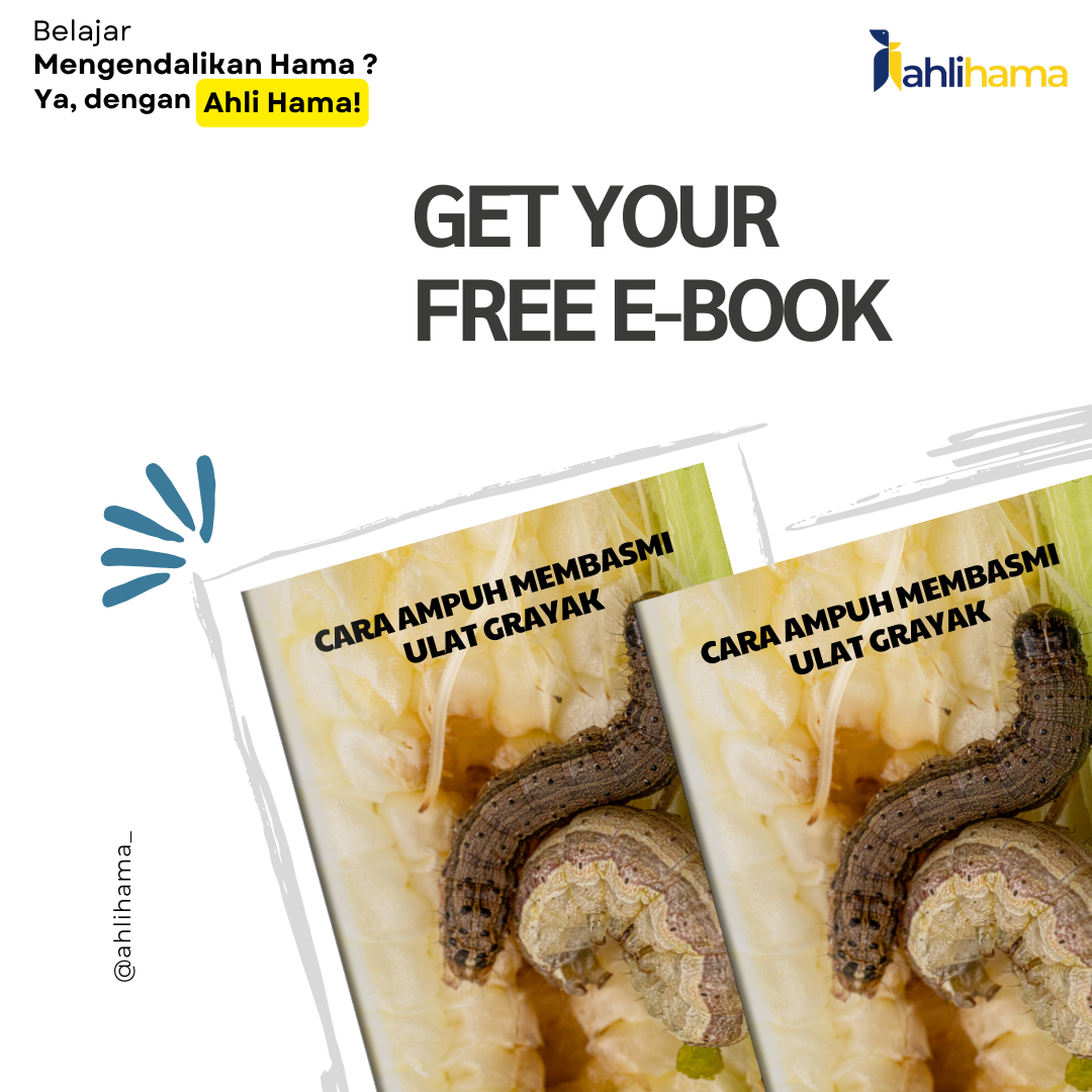Cara Ampuh Membasmi Ulat Grayak