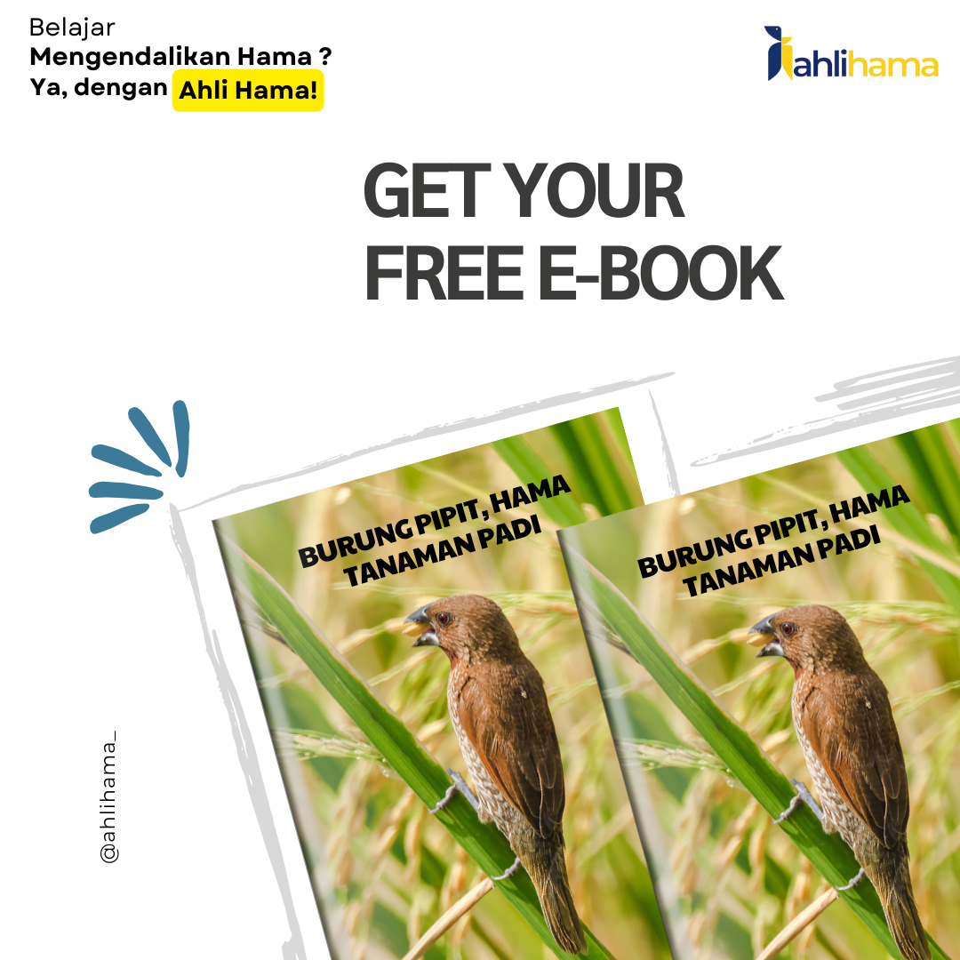 Burung pipit, Hama Tanaman Padi
