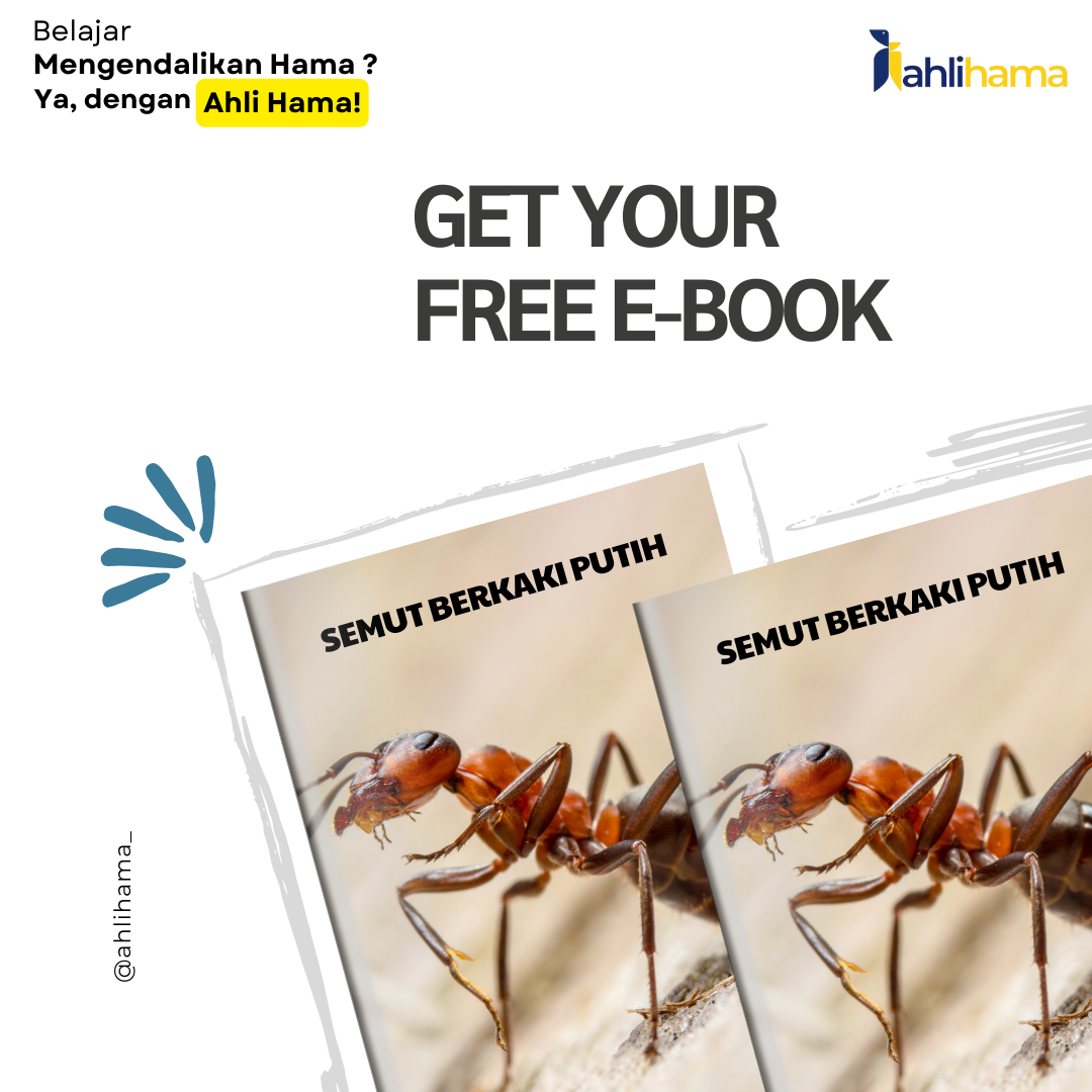 Semut Berkaki Putih