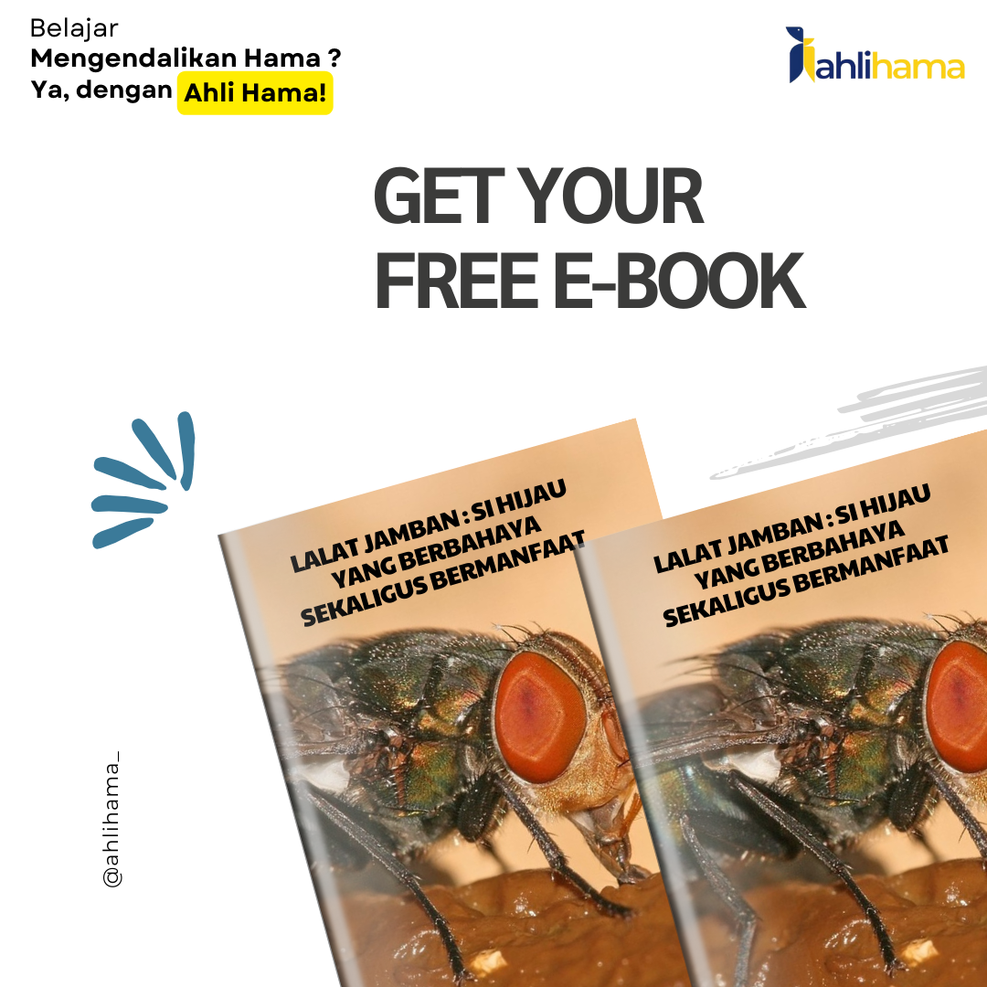 Lalat Jamban : Si Hijau yang Berbahaya sekaligus Bermanfaat