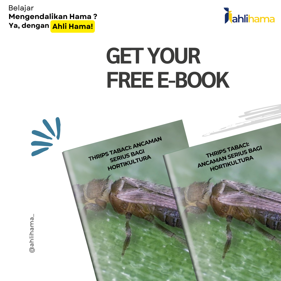 Thrips tabaci: Ancaman Serius bagi Hortikultura