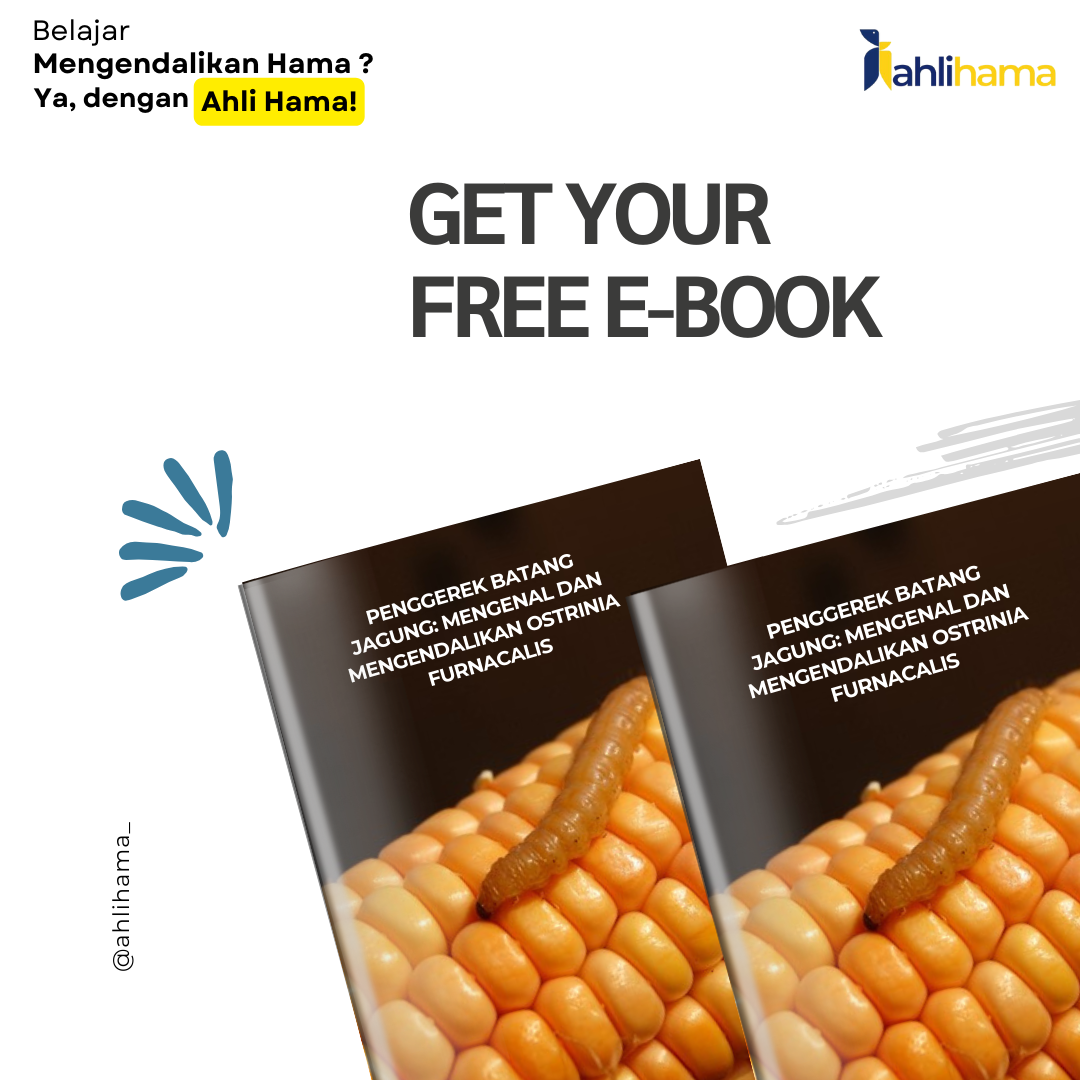 Penggerek Batang Jagung Mengenal dan Mengendalikan Ostrinia furnacalis