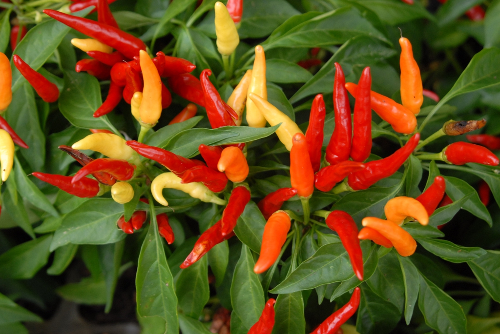 Hama Trips pada Tanaman Cabai (Capsocum annuum L.)