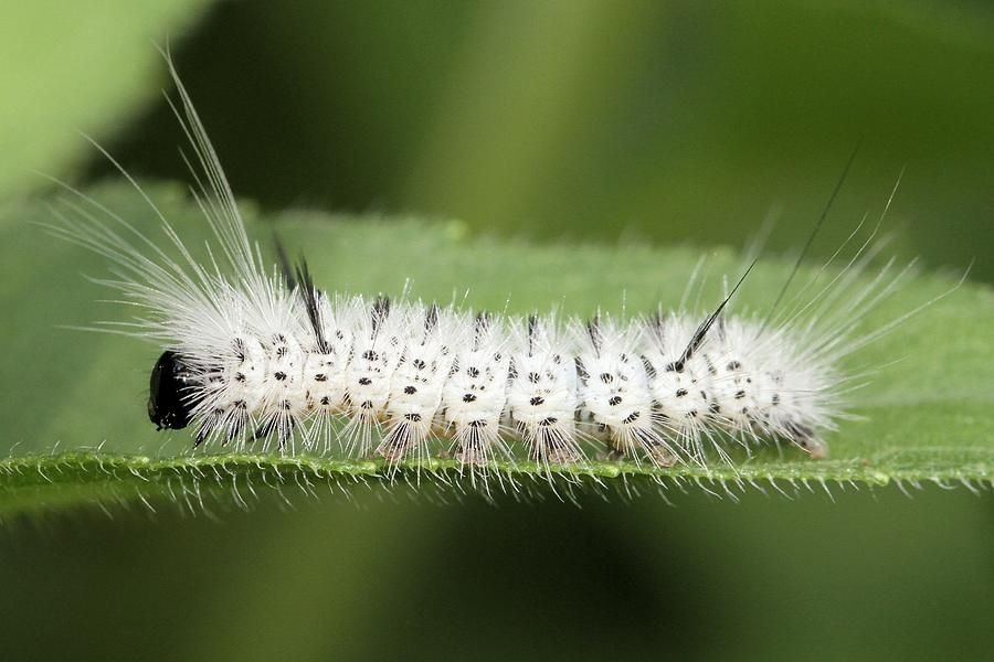 Ulat Hickory Tussock Moth (Lophocampa caryae)