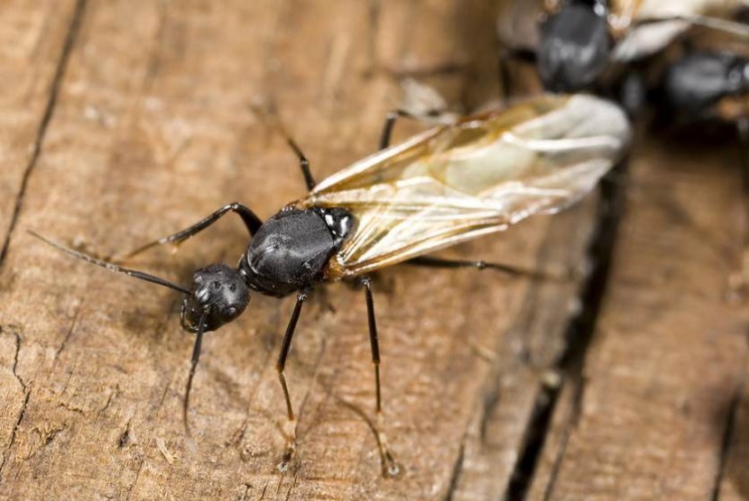 Semut Kayu (Camponotus sp.)
