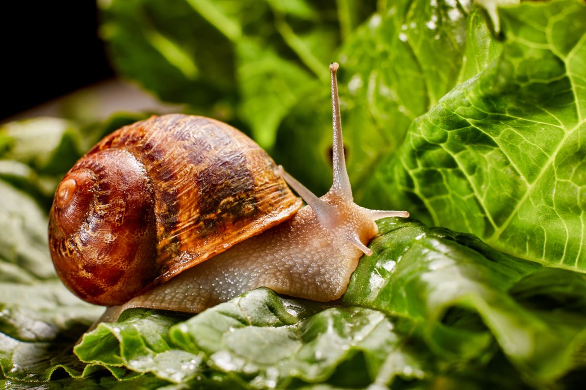 Siput Besar Afrika (Achatina fulica)   