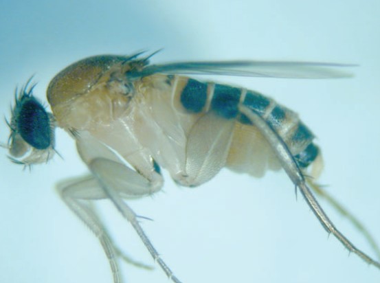 Scuttle Fly (Megaselia Scalaris)