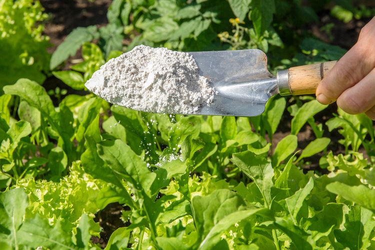 Tanah Diatom (diatomaceous earth)