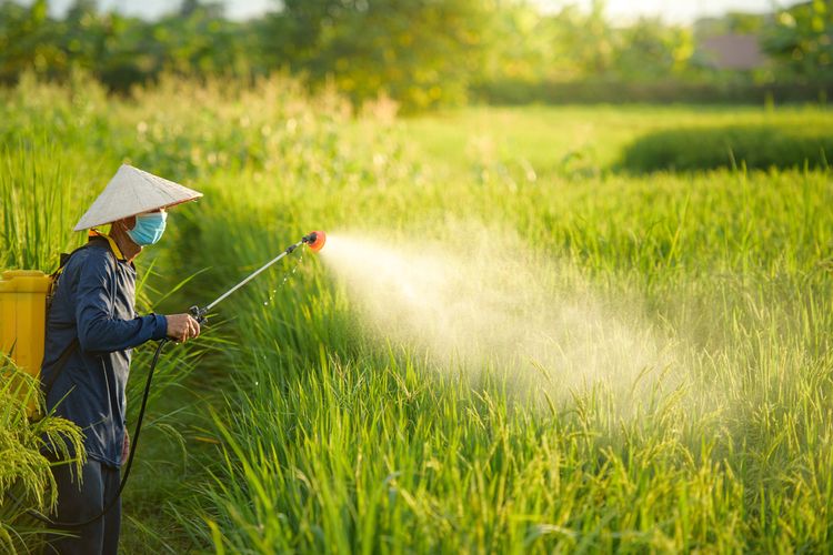 Transformasi Agrikultur Melalui Internet Of Things : Membangun Pertanian Yang Lebih Efisien Dan Produktif