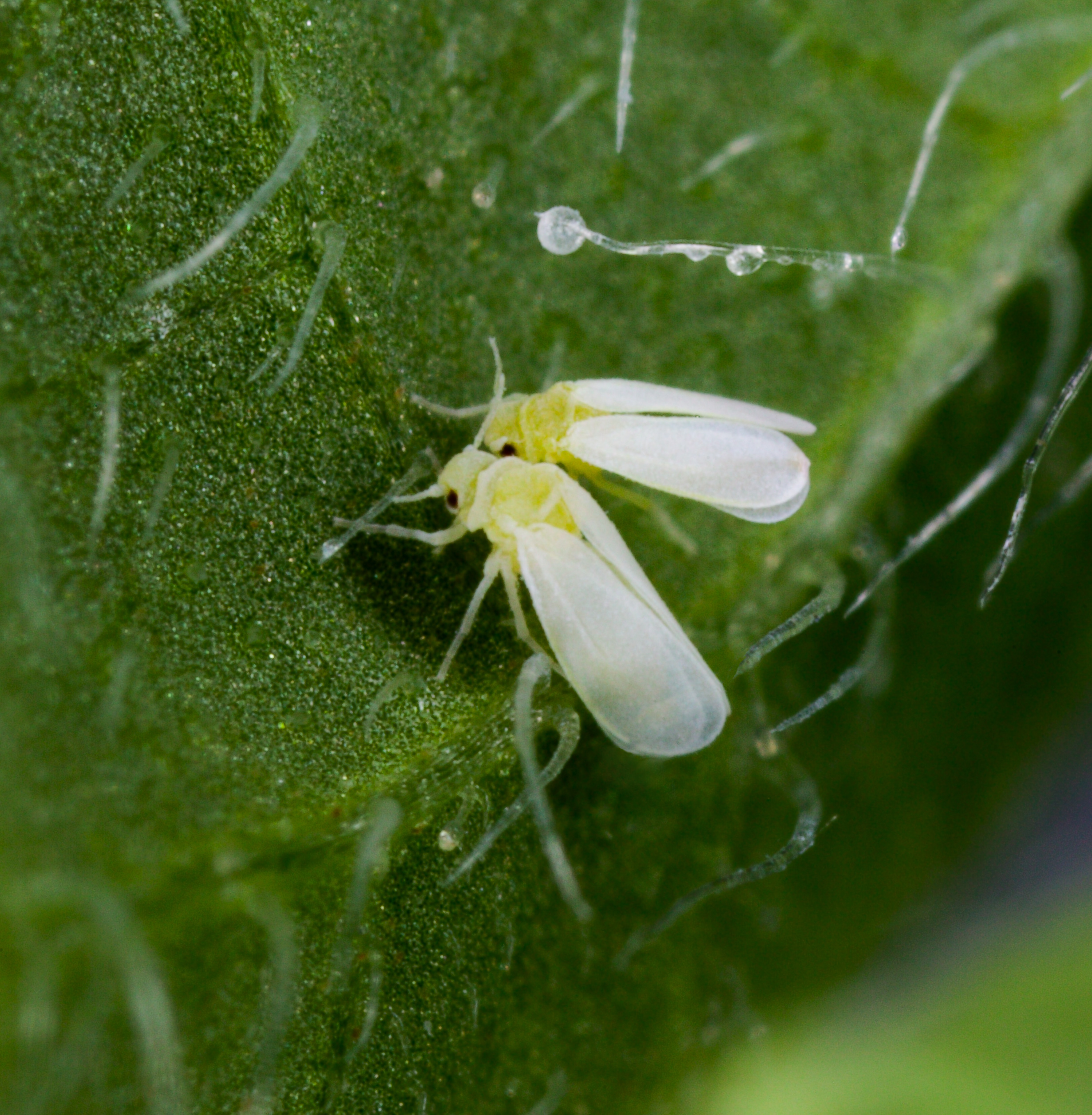 Bemisia Tabaci (Tobacco Whitefly)