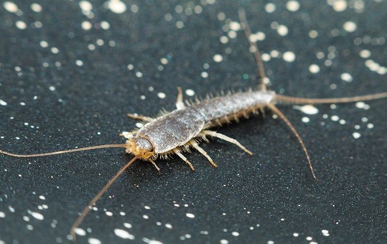 Silverfish : Dampak dan Cara Mengendalikannya