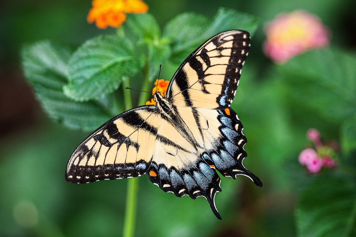 Larva Kupu-Kupu Papilio sp. Sebagai Hama Tanaman Buah