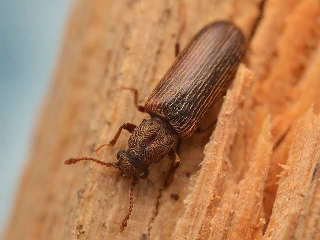 Bamboo Borer (Dinoderus minutus)