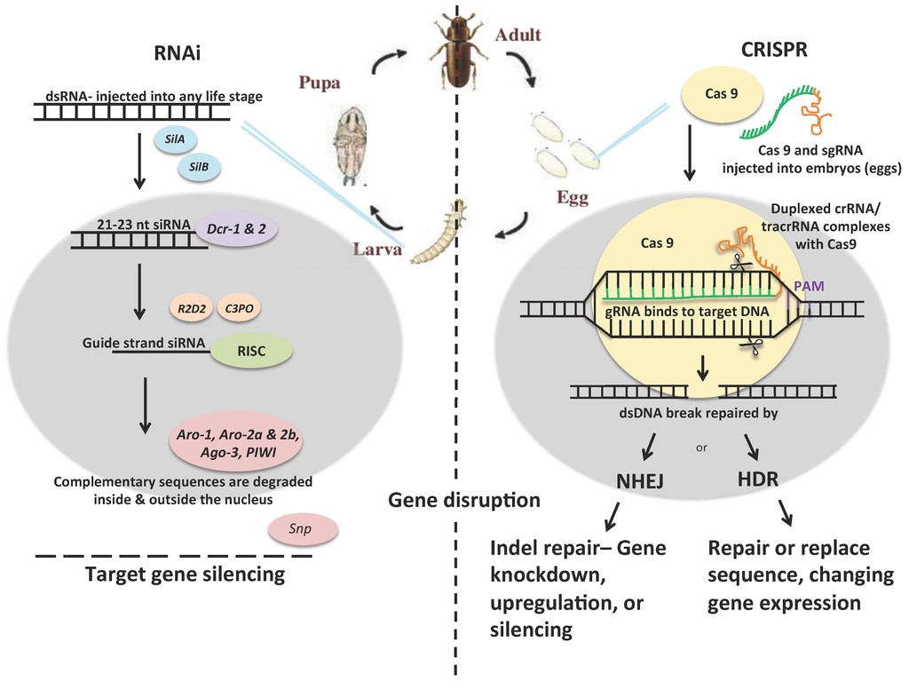 Revolusi Pengendalian Hama : Teknologi CRISPR
