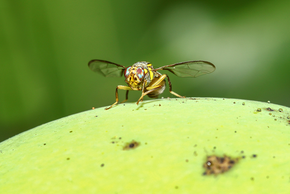 Lalat Buah (Bactrocera dorsalis)  