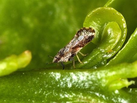 Mengenal Phyllocnistis Citrella Atau Serangga Penggerek Daun Jeruk