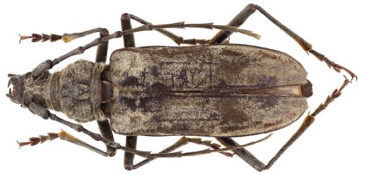 Mengenal Kumbang Tanduk Panjang atau Cerambycidae
