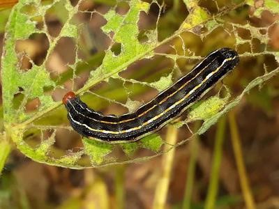 Penemuan Anthranilic Diamides: Insektisida Kelas Baru yang Efektif Membunuh Hama Pertanian