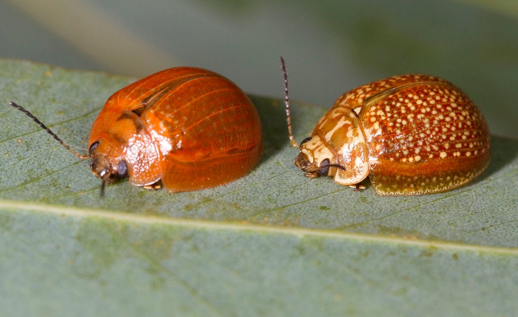 Kumbang Daun Paropsine: Defoliator Pohon Eukaliptus