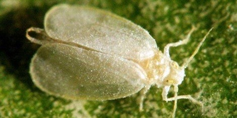 Lalat Putih (Aleurodicus dugestii) dan Pedoman Pengendaliannya II