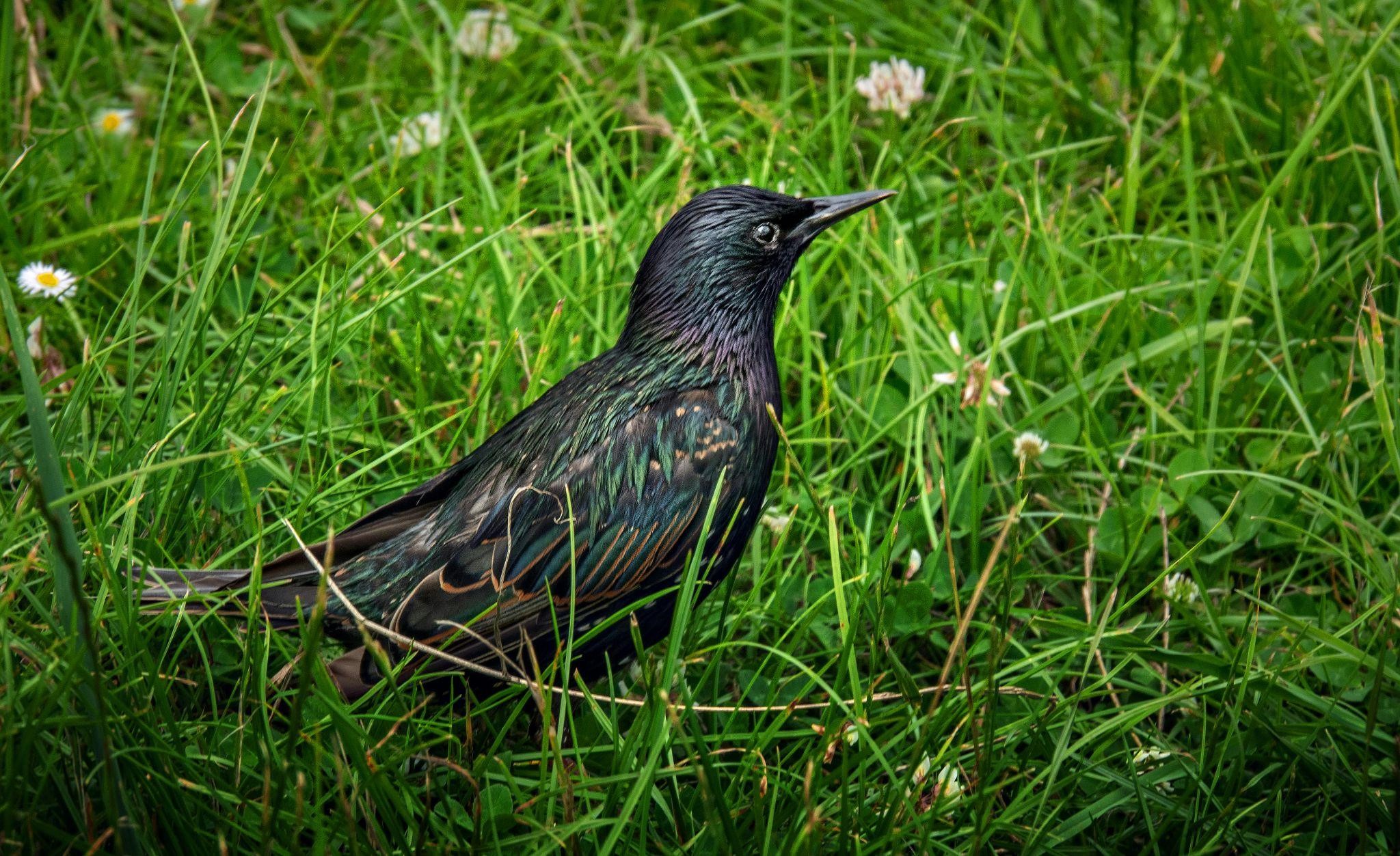 Jalak Eropa: Burung Invasif dan Introduksinya Berkaitan dengan William Shakespeare 