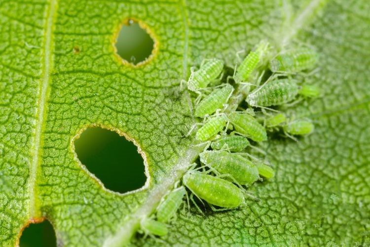 Piridaben: Akarisida sekaligus Insektisida yang Efektif Untuk Hama Perkebunan