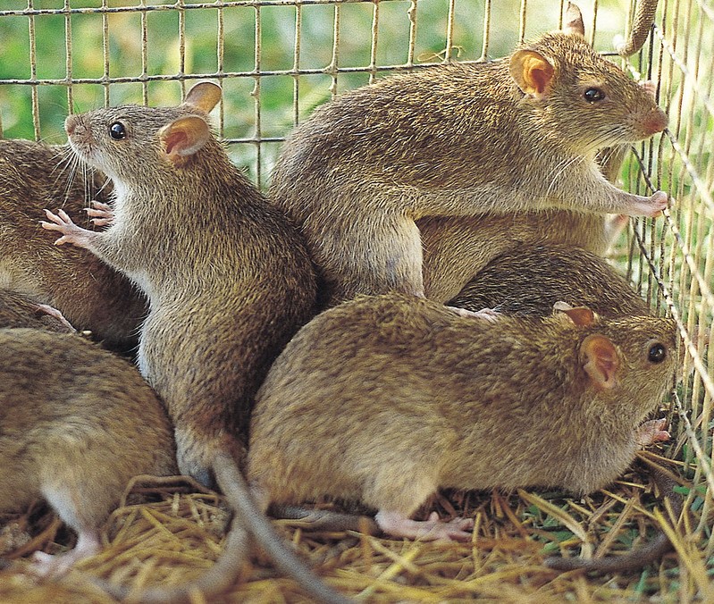 Tikus Sawah (Rattus argentiventer): Hewan Pengerat Perusak Padi