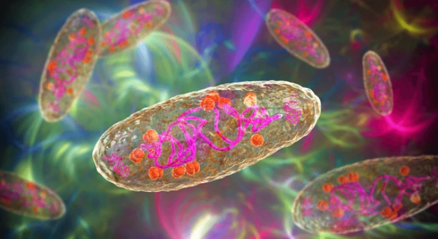 Tikus dan Yersinia pestis : Ancaman Kesehatan Dunia