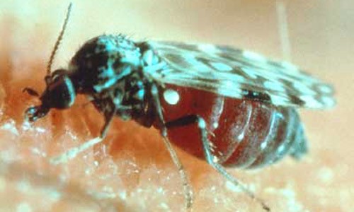 Biting Midges