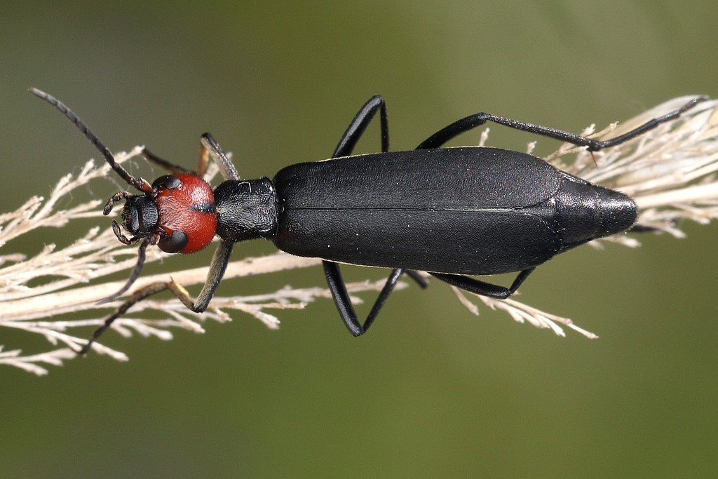 Kumbang Blister (Coleoptera: Meloidae) Penghasil Zat Cantharidin