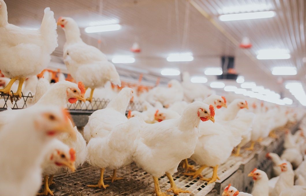 Hama Pemukiman: Kutu Ayam Penyebab Penyakit Gurem