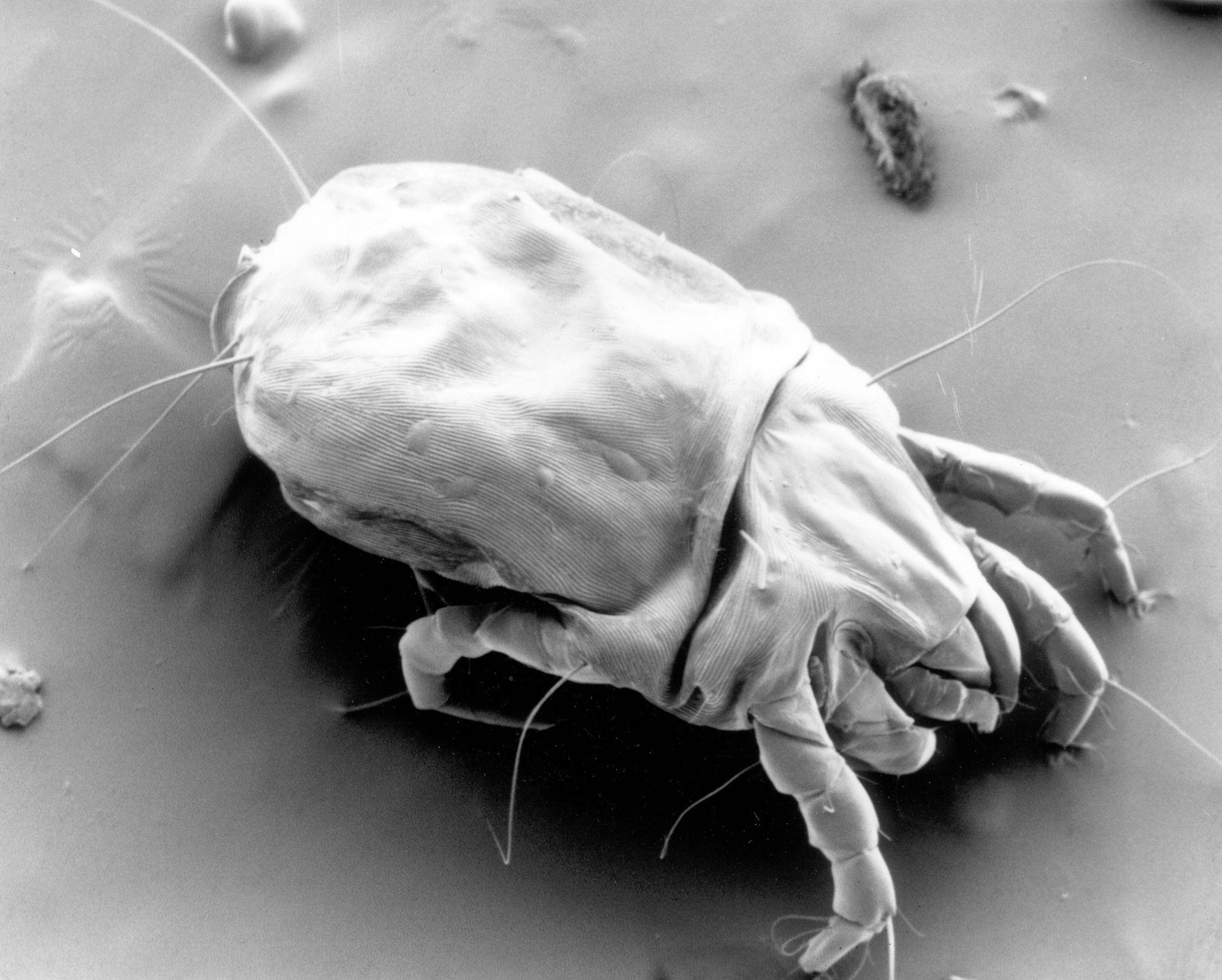 Tungau Debu Rumah (Dermatophagoides spp.)