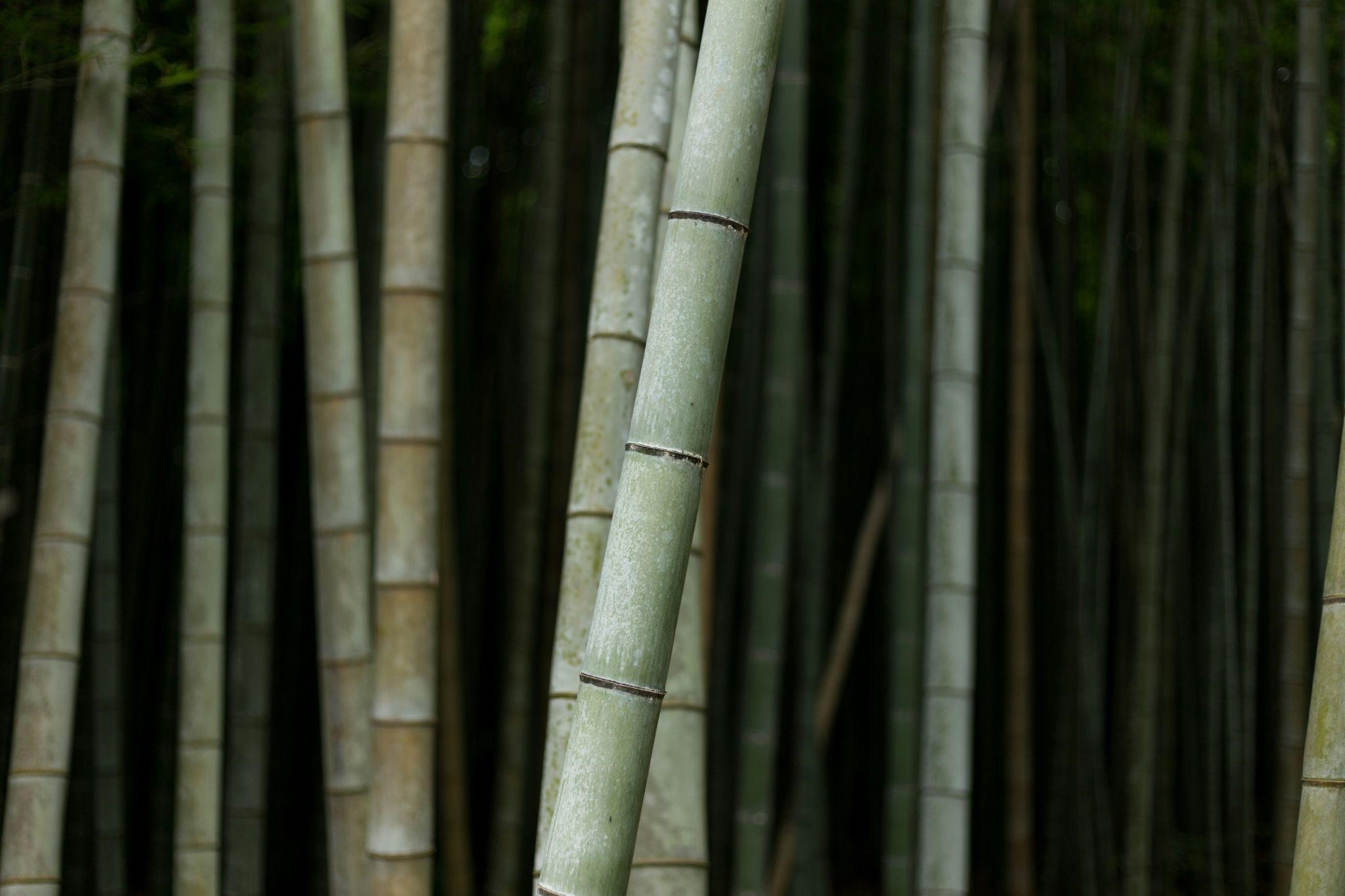 Mengenal Kutu Bambu (Palmicultor lumpurensis)  