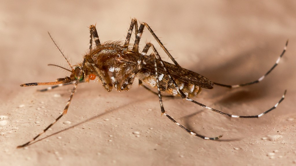 Nyamuk Mansonia sp. sebagai Vektor Penyakit Filariasis Limfatik.