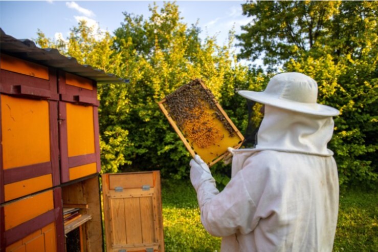 Varroa Mites : Dampak Negatif dan Strategi Perlindungan Apikultur 
