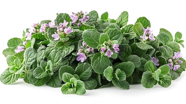 Catnip Sebagai Solusi Alami untuk Mengusir Nyamuk  