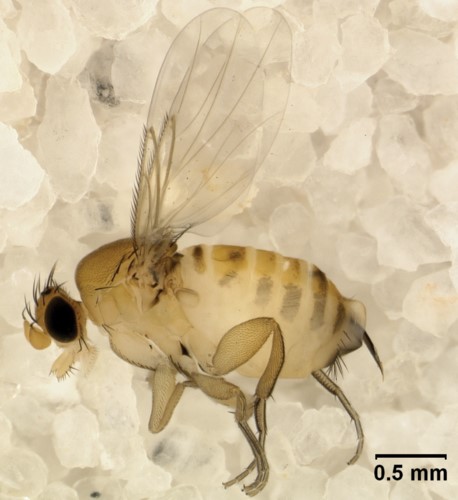 Apocephalus borealis: Lalat Parasitoid bagi Serangga Bermanfaat