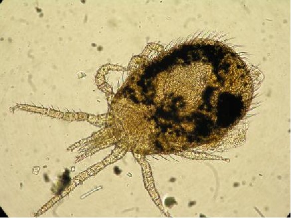 Infestasi Tungau Tikus (Ornithonyssus bacoti) pada Hewan Pengerat dan Potensinya Menginfestasi Manusia