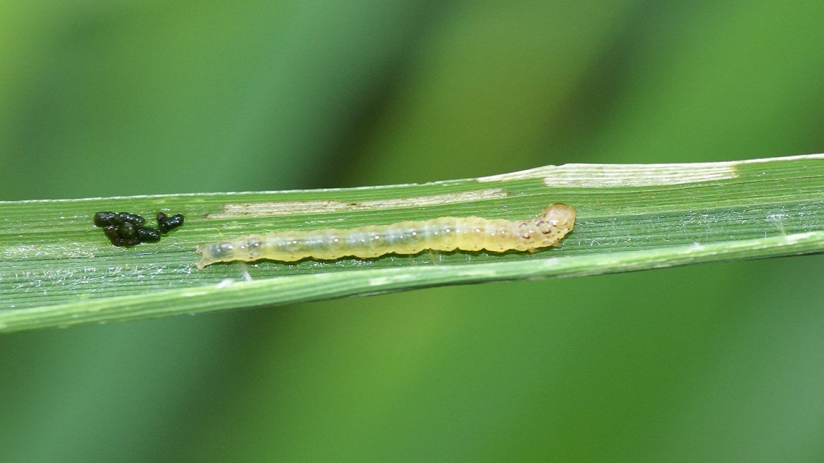 Penggulung Daun Padi (Cnaphalocrocis medinalis)