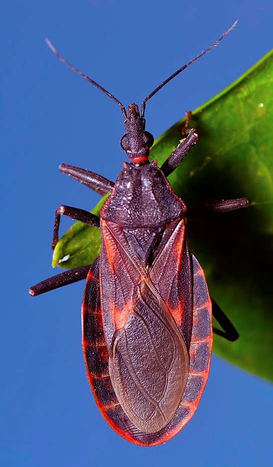Triatoma rubrofasciata: Serangga Penyebab Penyakit Chagas.