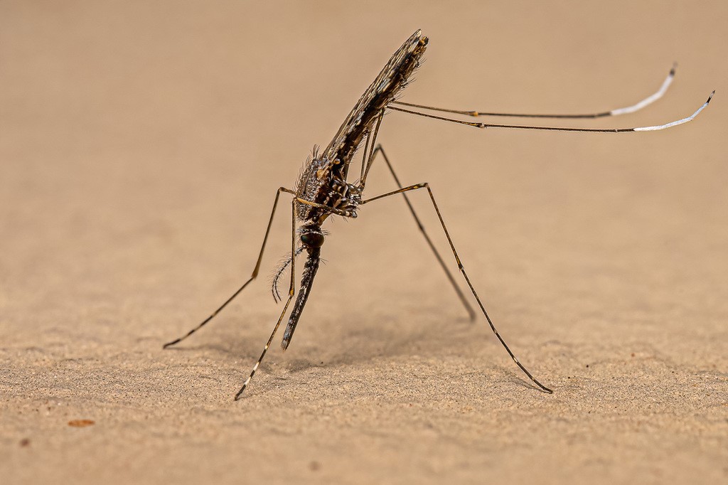 Ancaman Nyamuk Anopheles sp. Penyebab Penyakit Malaria terhadap Wisatawan