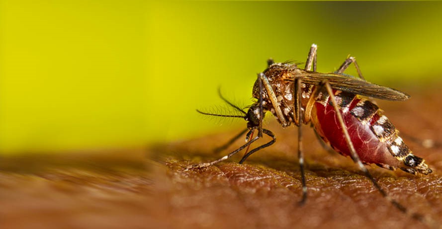 Pemanfaatan Program Sterile Insect Technique (SIT) untuk Mengendalikan Populasi Nyamuk Aedes aegypti