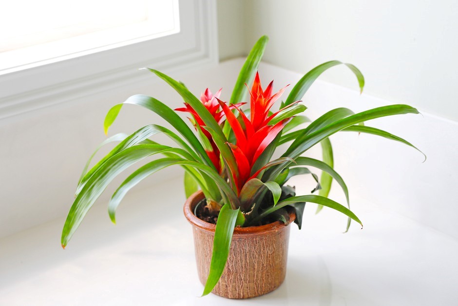 Tanaman Bromelia sebagai Mikrohabitat Nyamuk: Ancaman Tersembunyi di Bisnis Hotel dan Restoran