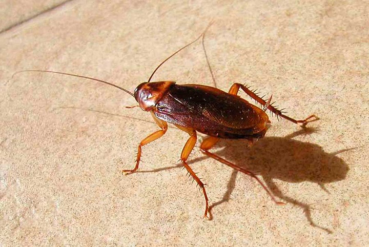 Mengatasi Infestasi Kecoa Amerika (Periplaneta americana) di Lingkungan Hotel