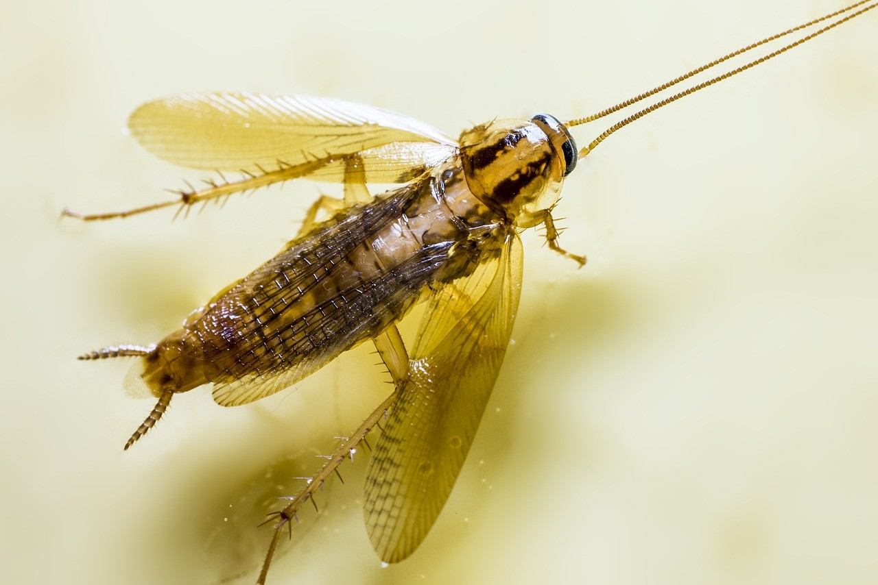 Mengatasi Infestasi Kecoa Jerman (Blattella germanica) di Restoran