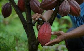 Serangan Jamur pada Gudang Penyimpanan Biji Kakao (Theobroma cacao L.)