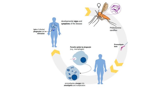 Siklus Hidup dan Gejala Infeksi Leishmania spp.