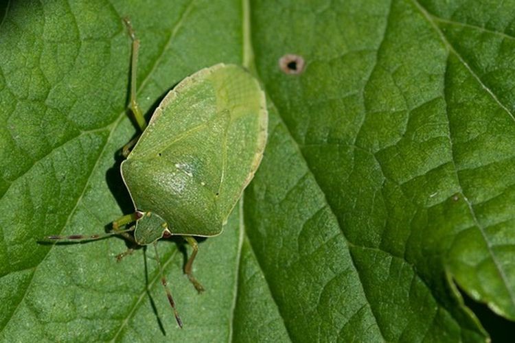 Cyantraniliprole Sebagai Pemberantas Hama Hemiptera
