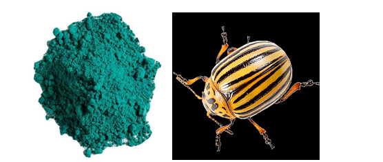 Paris green atau tembaga asetoarsenit (kiri) dan kumbang kentang Colorado (kanan)